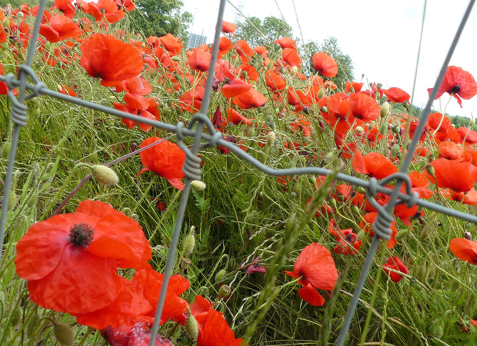 Uppingham Annual Remembrance Sunday Service Honour and Reflection.jpg
