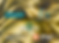 GOLD sponsors.png