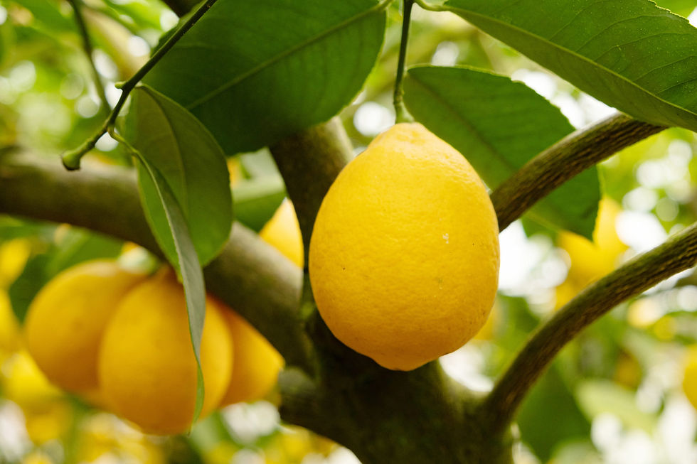eo_lemon.jpg