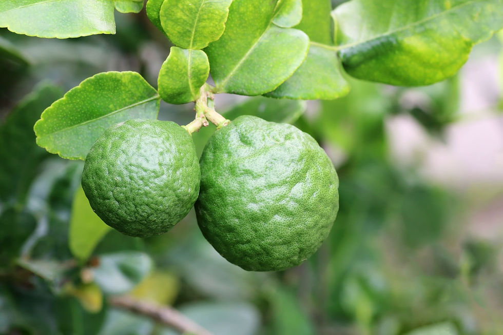 eo_bergamot.jpg