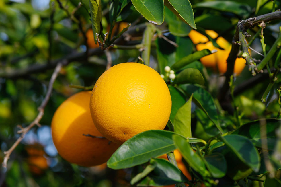 eo_sweetorange.jpg