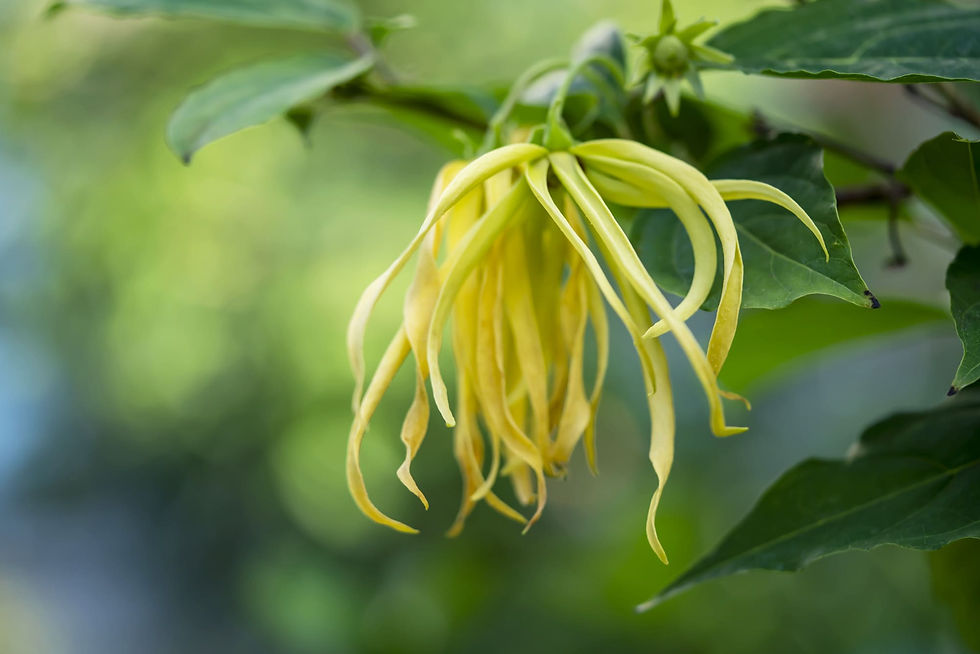 eo_ylang ylang.jpg