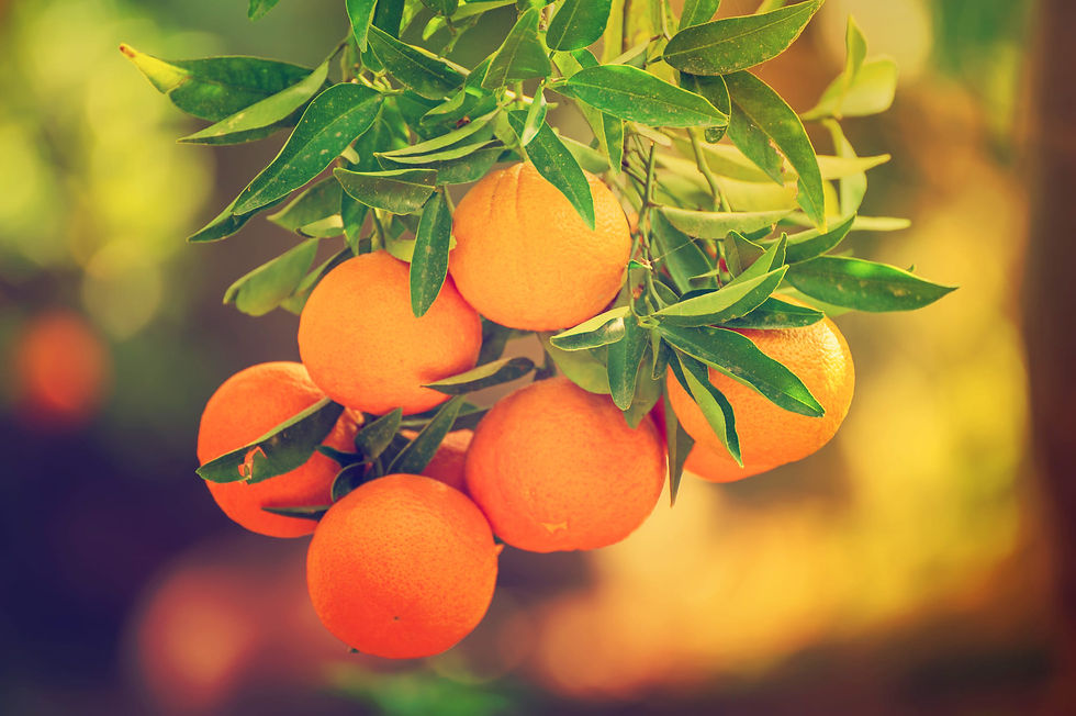 eo_mandarin.jpg