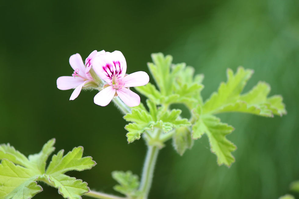 eo_geranium.jpg