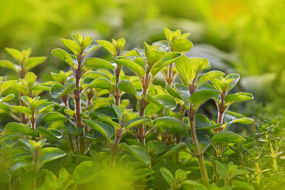 eo_marjoram.jpg
