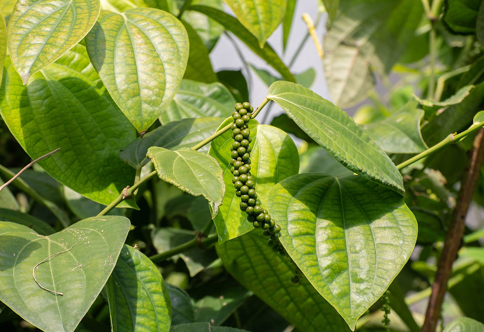 eo_black pepper..jpg