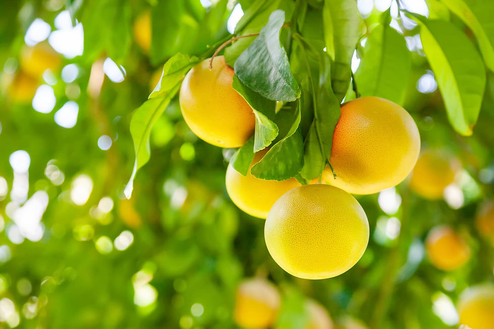 eo_grapefruit.jpg