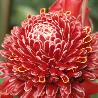 FL9-18 Brazilian Red.jpg