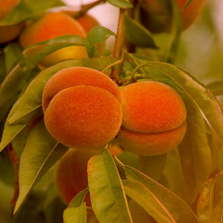 I+S-10 2 Peaches .jpg