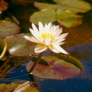 CPS-2 Bethsada Waterlilly.jpg
