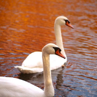 SL-9 Orange Blue Pair.jpg