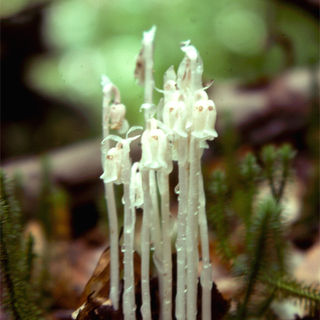 FL1-6 Indian Pipe.jpg