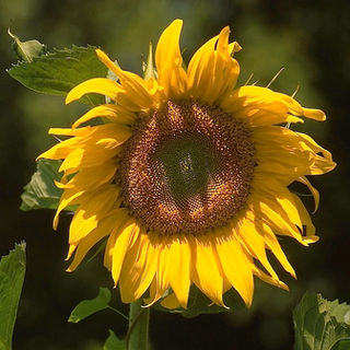 img038.jpg