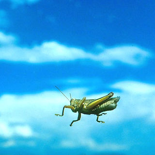 AW3-14 Grasshopper On My Windshield.jpg