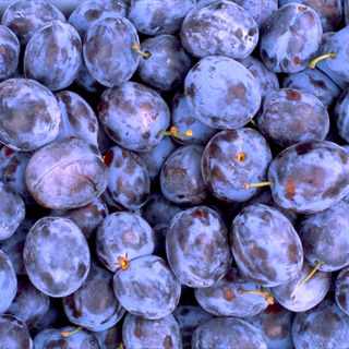 CU-10 Blueberries.jpg