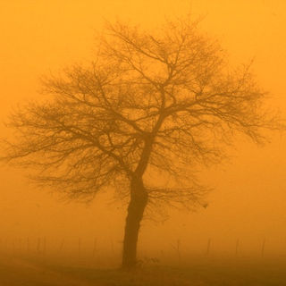 RS3-17 Tree In Fog Gold.jpg