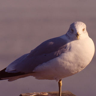 AW2-5 South Hampton Gull.jpg
