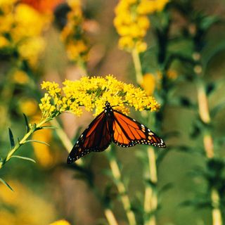 M-20 Butterfly on Yellow Flower.jpg