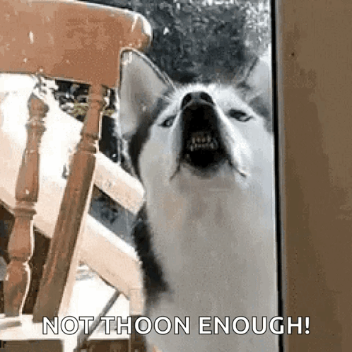 dog-doggo.gif