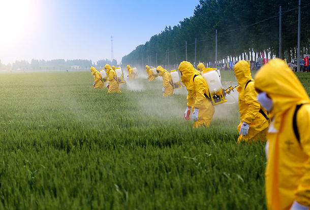 Microgroenten wordt verbouwd zonder pesticide en bestrijdigsmiddelen
