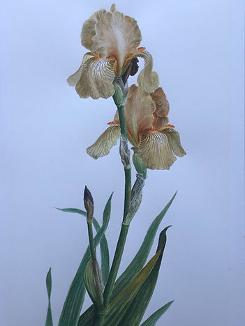 Glyn Morgan