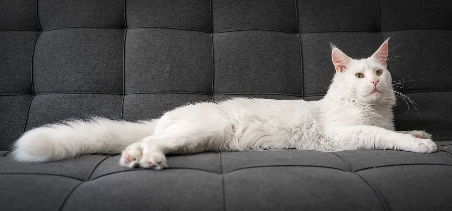 maine coon on sofa image_edited.jpg
