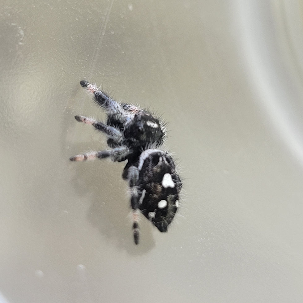 Thumbnail: Regal Jumping spider