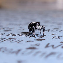 jumping spider stand on paper with logo