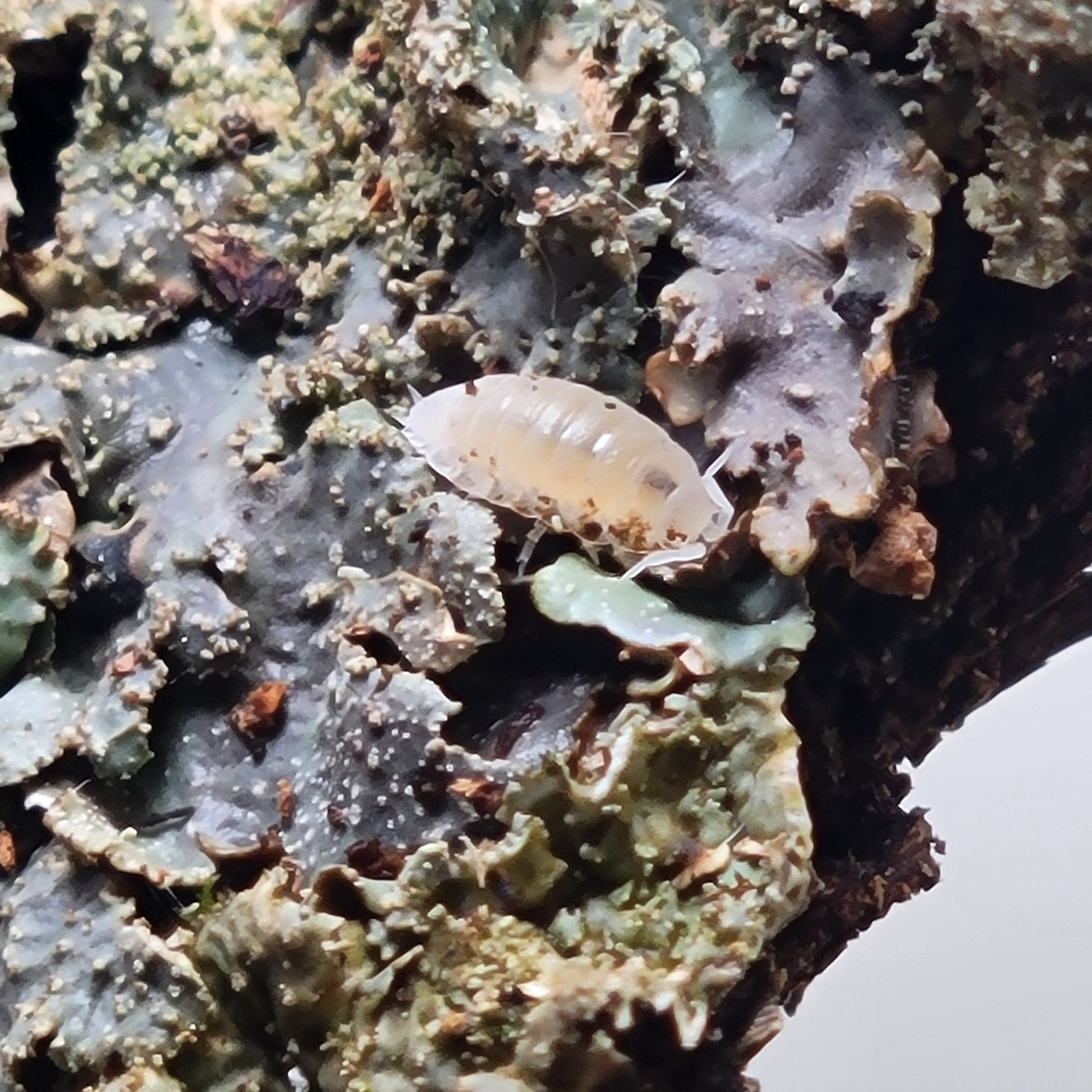 dwarf white isopods