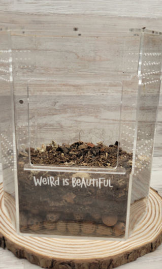 BioWeird Terrarium with leca drainage layer, drainage shield and our custom substrate mix