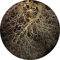 mycorrhizal fungus