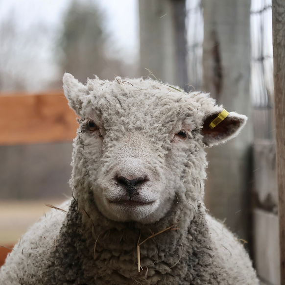 Whisper 10.19.25.png