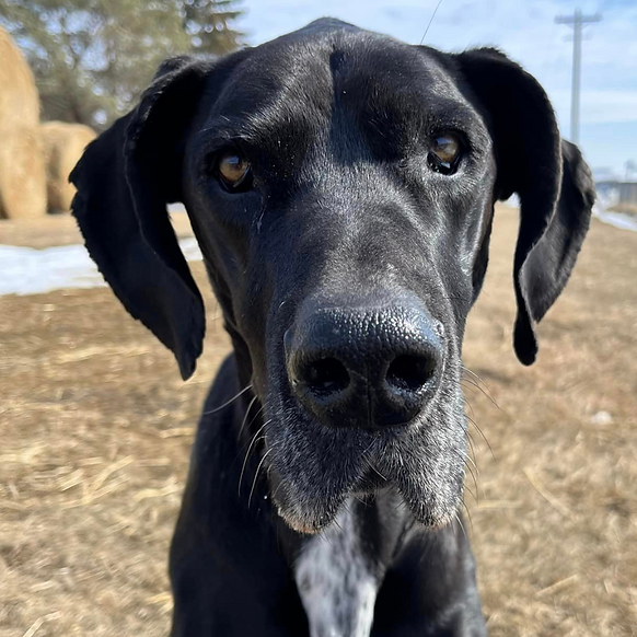 Athena