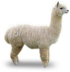 alpaca.png