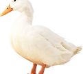duck_PNG5029.png