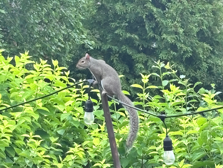 Don't Have A Bird ... They're Just Squirrels
