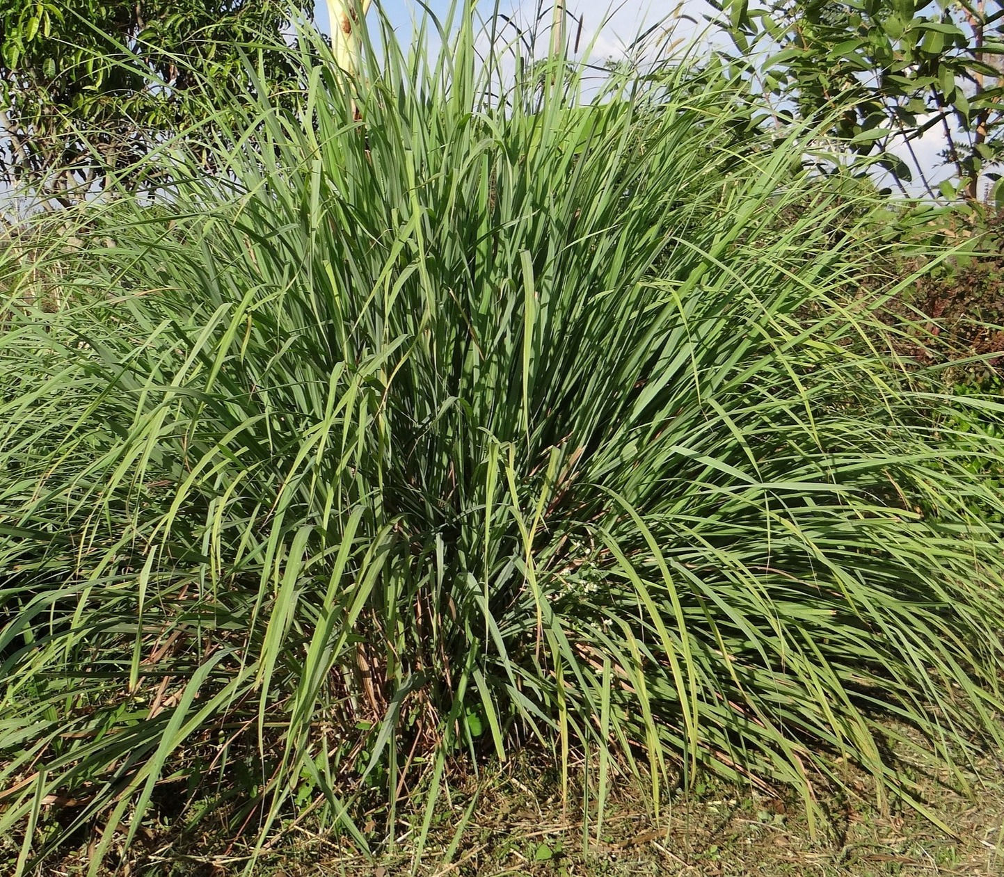 Lemongrass 'Citratus'