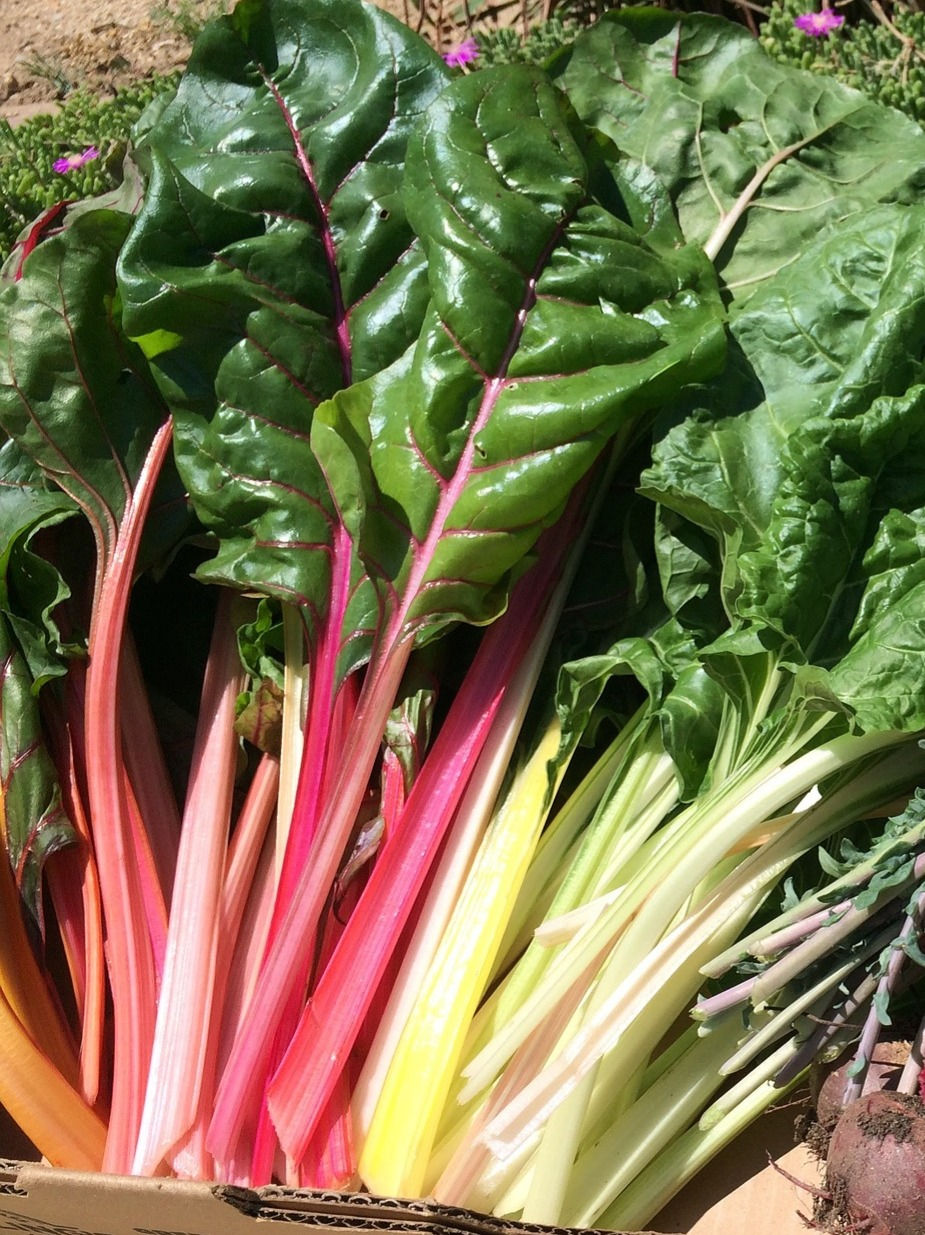 Buy herb plants Hillside Herbs 2/6