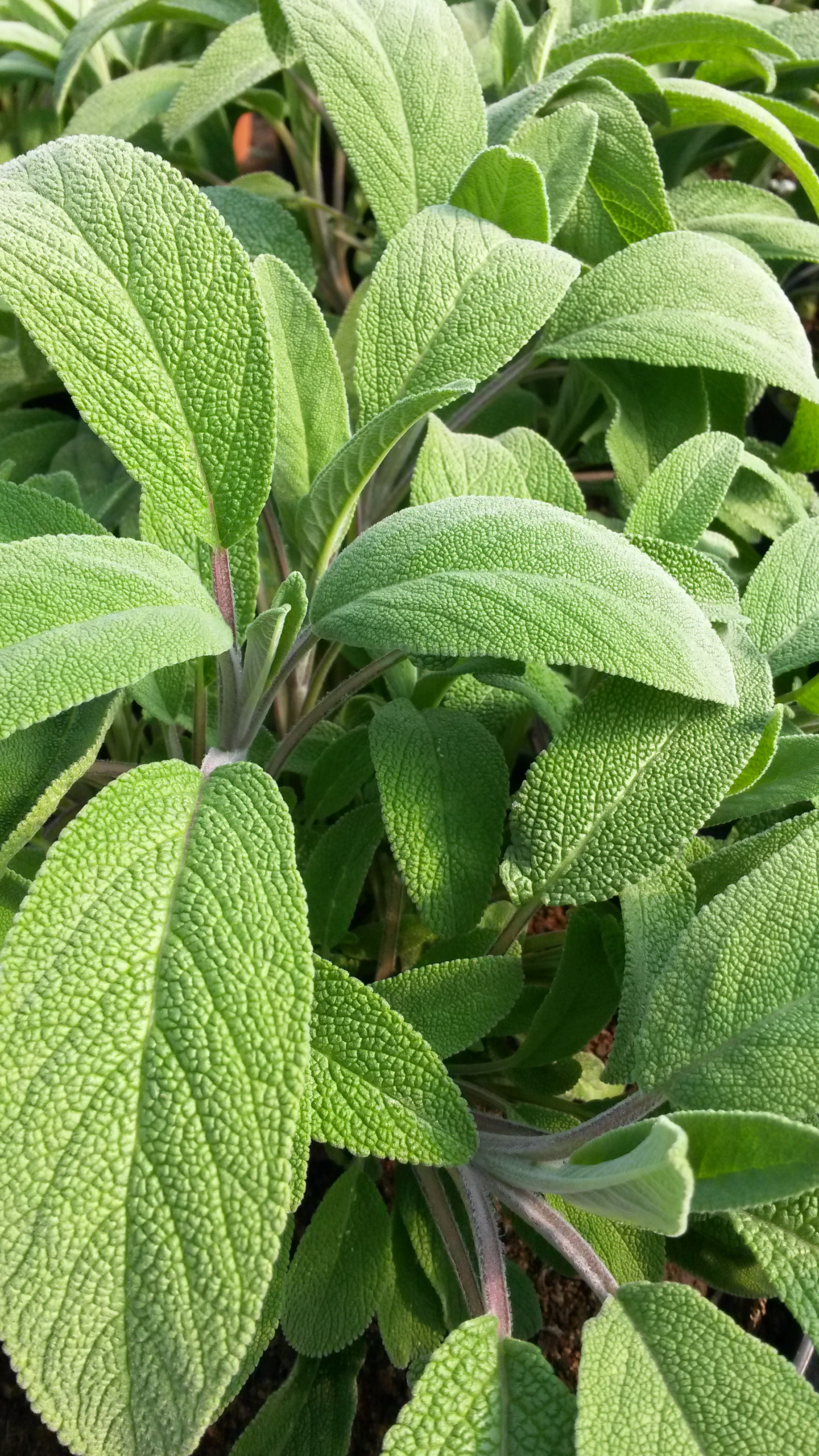 Sage Elephant Ear