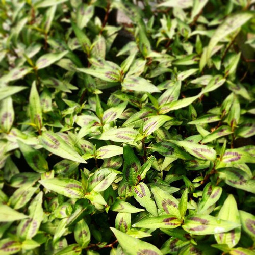 Buy Vietnamese Coriander plant Hillside Herbs