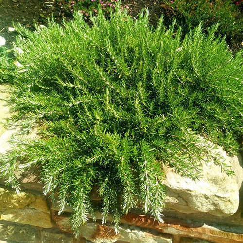 Buy Rosemary Prostratus (trailing variety) plant Hillside Herbs