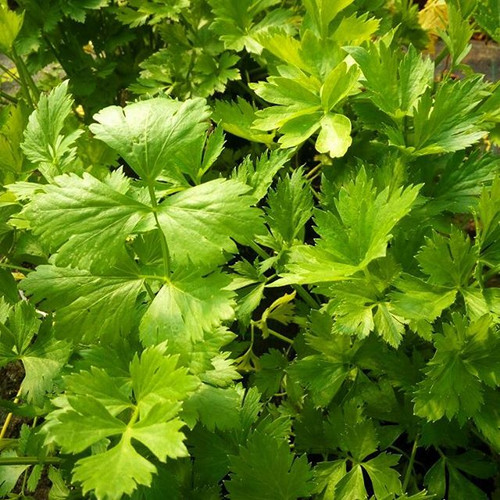 Buy Celery leaf plant Hillside Herbs