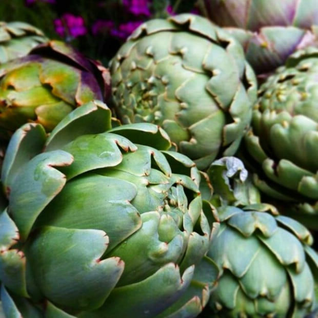 Artichoke globe