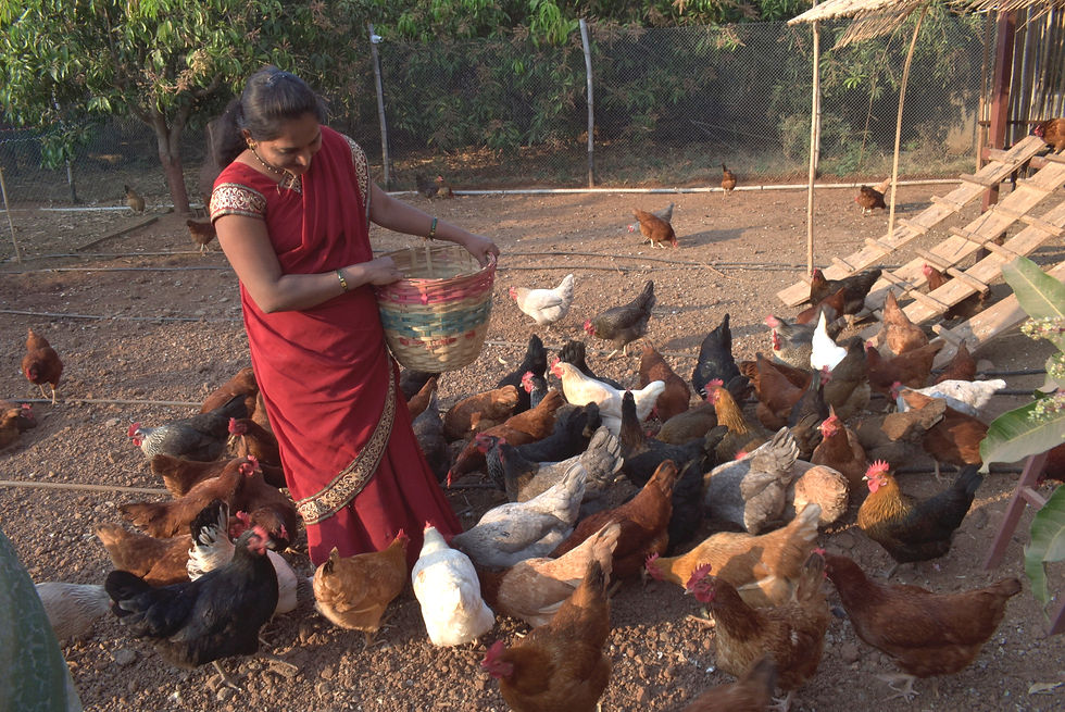 A day at H3Eggs Poultry