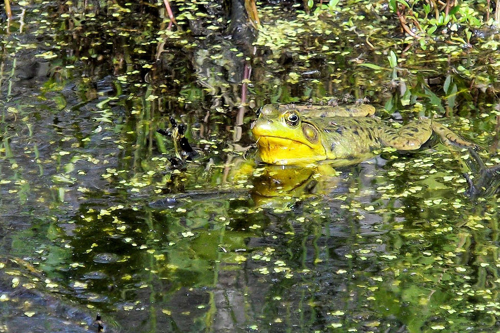 16 - Frog at Hibou Blanc Walking Trail