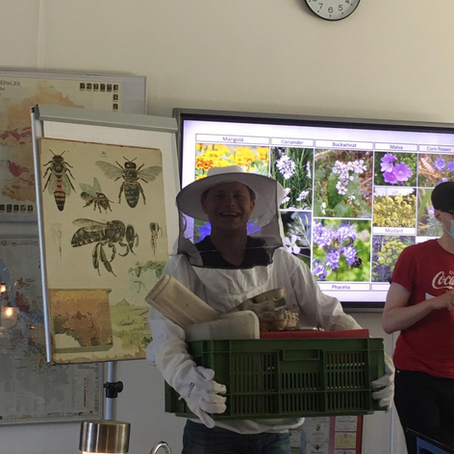 To bee or not to bee? A glance at the adventures of the beekeeping club: