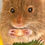 Thumbnail: Nibbles original coloured pencil portrait of a mouse sat on tope of  a daffodil flower by Janine Lees Artist 2