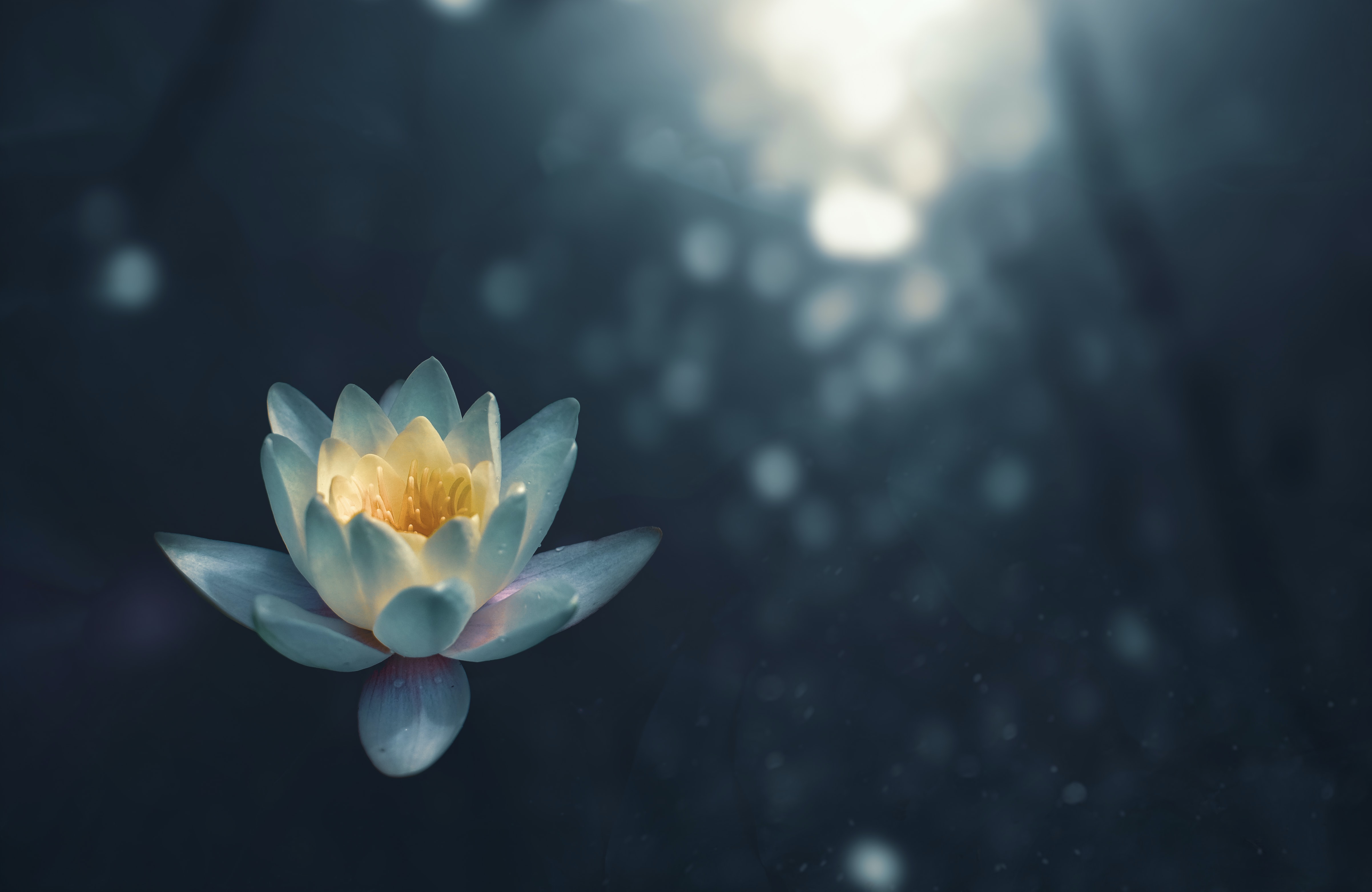 The Dharma of Cultivation