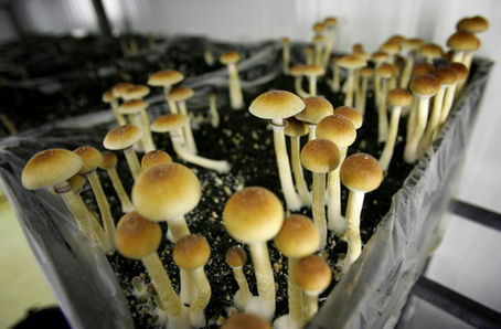 Ukraine's delicate experiment in decriminalisation of psilocybin