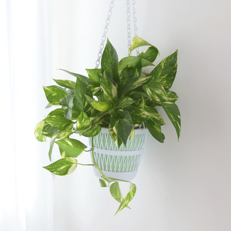 Pothos.gif
